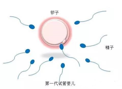 生殖内分泌专家